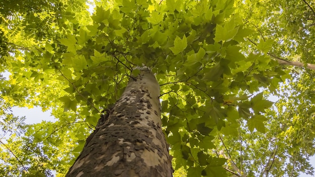 Gros plan de l'écorce d'arbre d'érable et grande couronne verte en vue de dessous