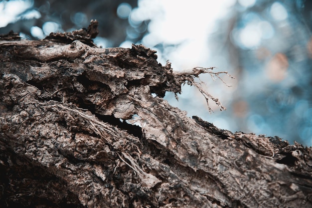 gros plan d'écorce d'arbre sec