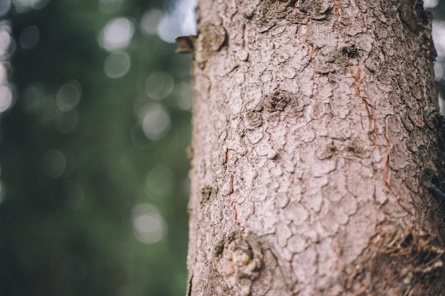 Gros plan, écorce arbre