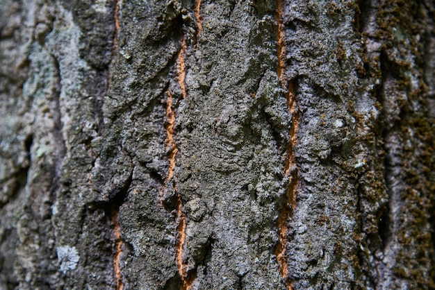 Gros plan de l'écorce des arbres fond naturel