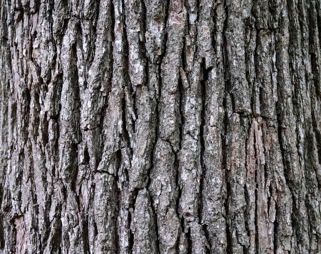 Gros plan de l'écorce des arbres pour le fond