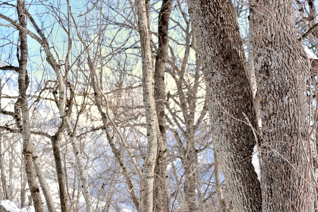 Gros plan sur l'écorce blanche du tronc d'arbre sur fond de montagne enneigée