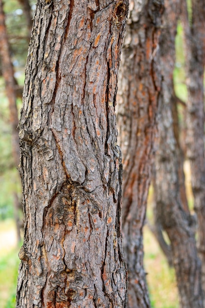 Gros plan sur l'écorce externe des arbres en bois dans la forêt sauvage