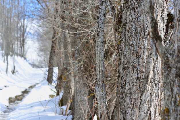 Gros plan sur l'écorce grise du tronc d'arbre le long d'un sentier de randonnée enneigé