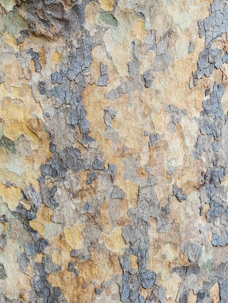 Gros plan de l'écorce de platane de texture bois