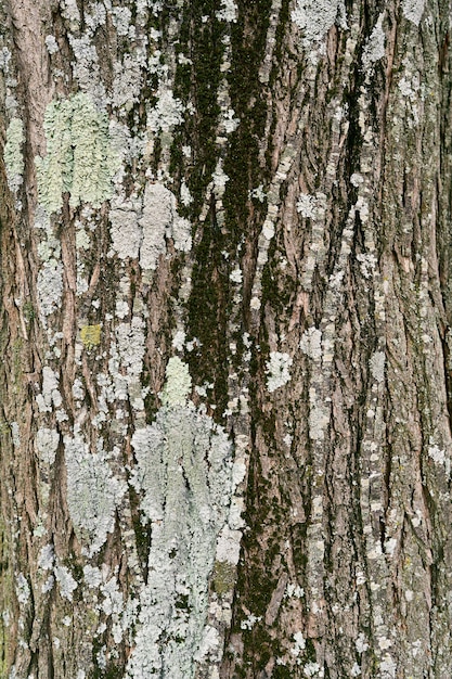 Gros plan de l'écorce de tilleul gris moussu