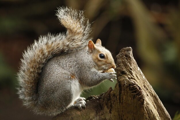 Photo un gros plan d'un écureuil sur un arbre