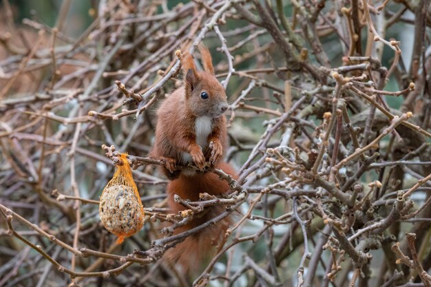 Un gros plan d'un écureuil sur un arbre