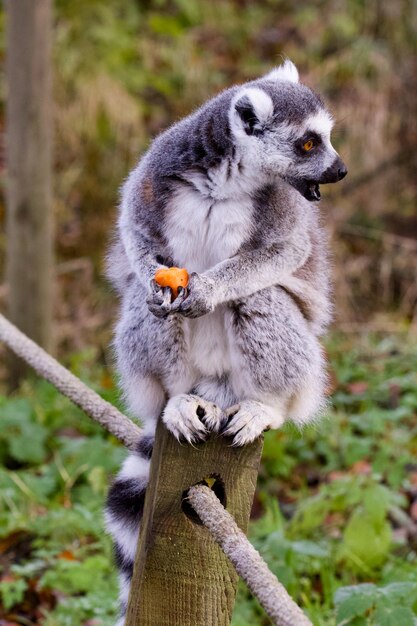 Photo un gros plan d'un écureuil sur un arbre