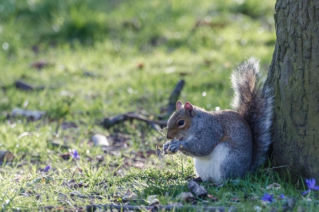 Un gros plan d'un écureuil sur l'herbe