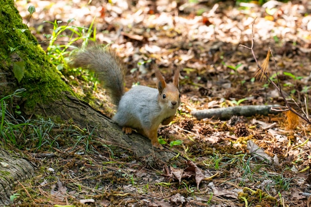 Gros plan d'écureuil parmi le feuillage d'automne dans la forêt