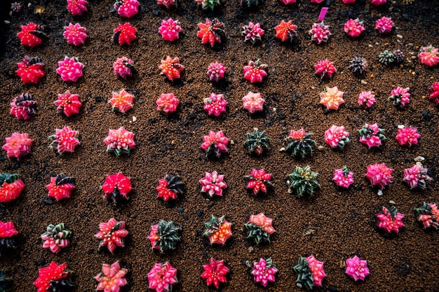 Gros plan à effet de serre de cactus