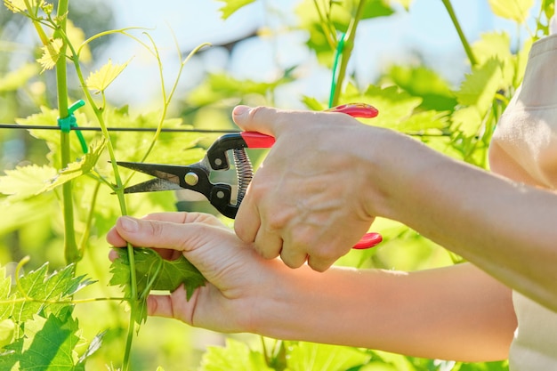 Gros plan sur l'élagage printemps-été des buissons de vigne, les mains d'une femme jardinière avec des cisailles de jardin taillant le vignoble. Ferme, passe-temps, concept d'agriculture