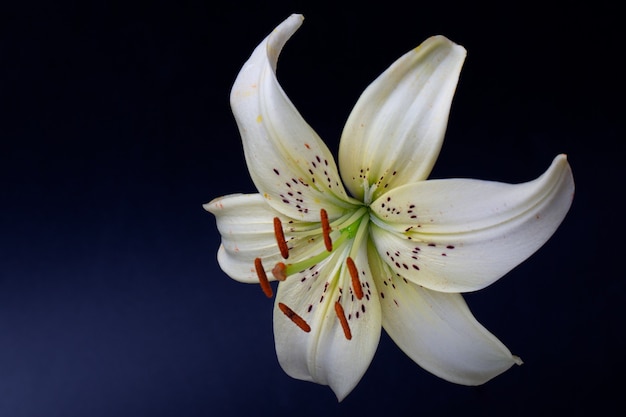 Gros plan élégant de lis crème ou blanc (lys en forme de lance) sur un fond noir foncé. Une photo minimaliste pour une affiche.