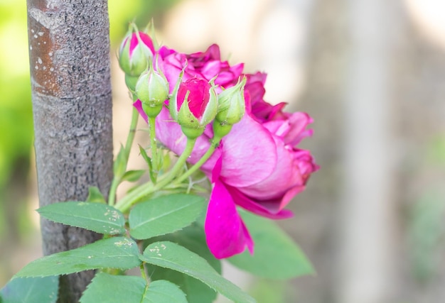 Gros plan d'élégants boutons de rose roses fleurissant sur la branche