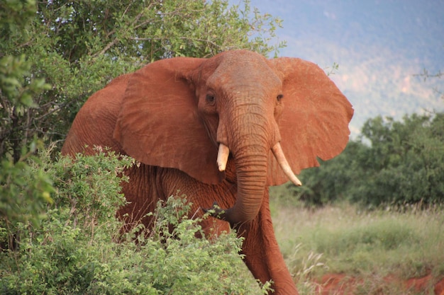 Photo un gros plan d'un éléphant dans la forêt