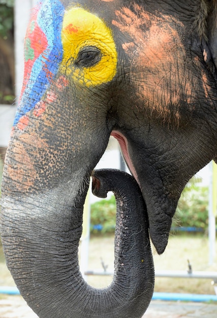 Un gros plan d'un éléphant décoré