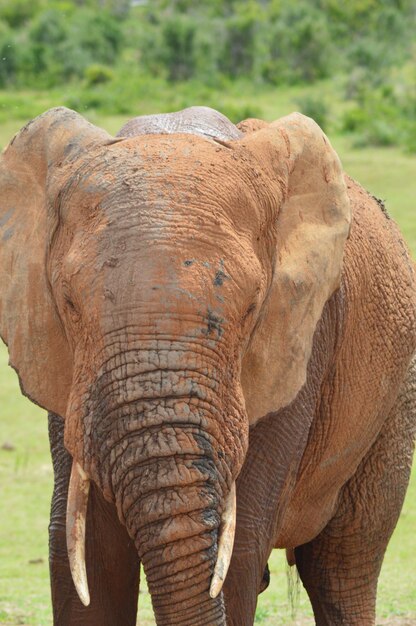 Photo un gros plan d'un éléphant sur le terrain