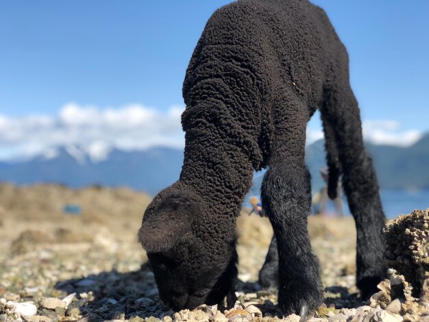 Un gros plan d'un éléphant sur terre