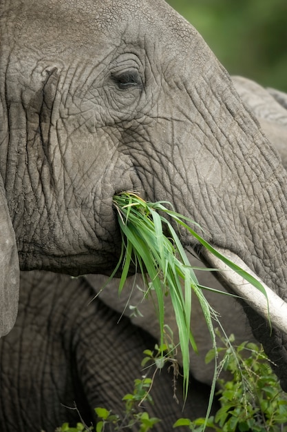 Gros plan, éléphant, tête