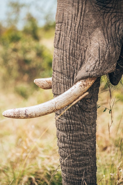 Photo un gros plan d'un éléphant sur le tronc d'un arbre