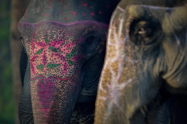 Un gros plan d'un éléphant