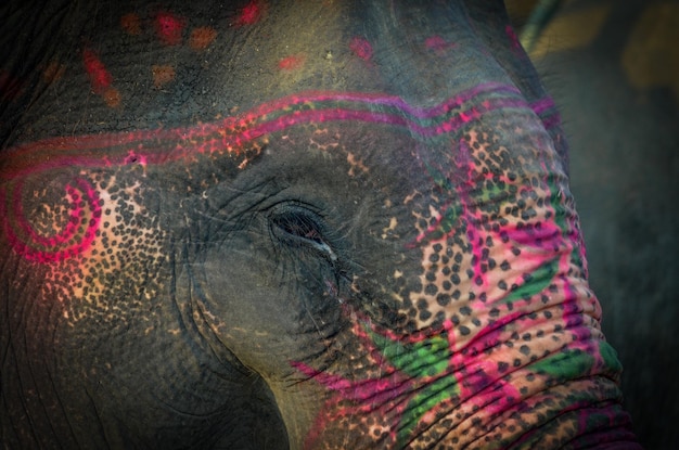 Un gros plan d'un éléphant