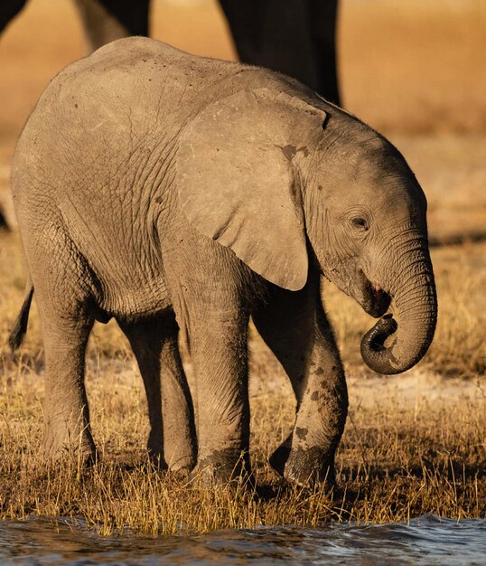 Photo un gros plan d'un éléphant