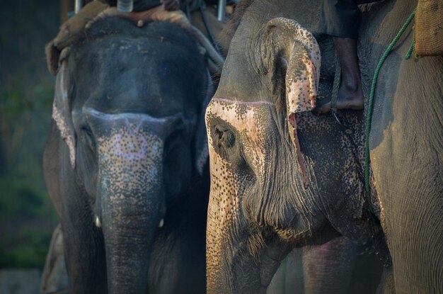 Photo un gros plan d'un éléphant