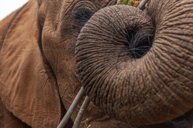 Photo un gros plan d'un éléphant