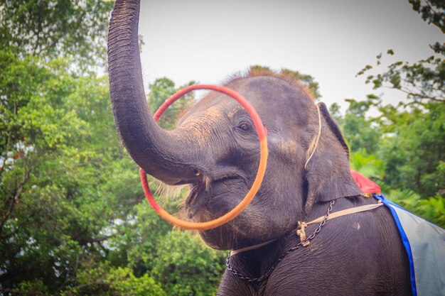 Photo un gros plan d'un éléphant