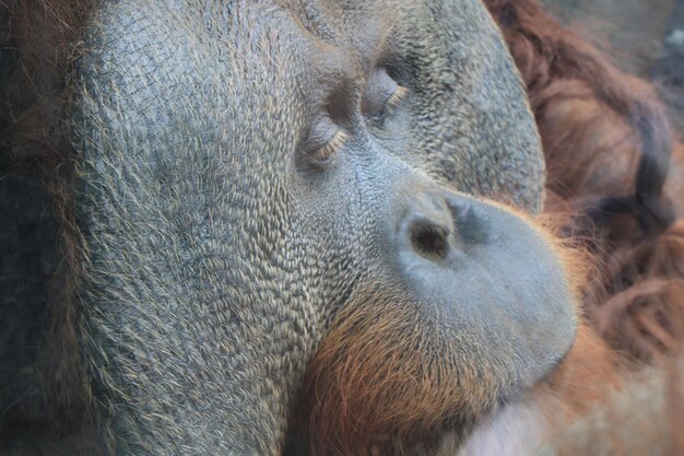 Photo un gros plan d'un éléphant