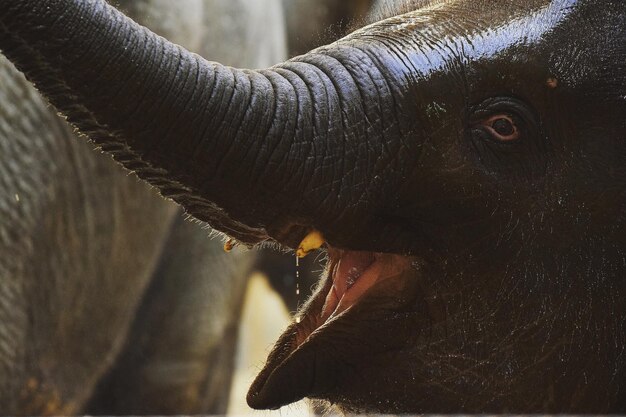 Photo un gros plan d'un éléphant