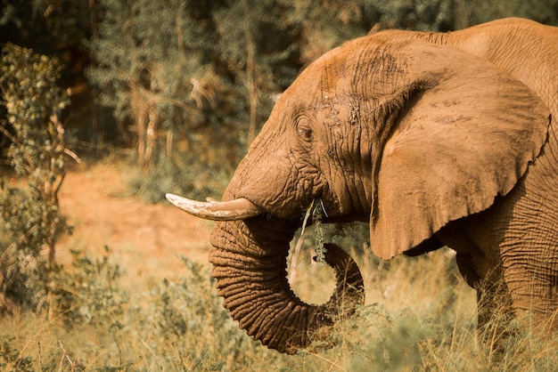 Photo un gros plan d'un éléphant