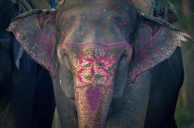 Un gros plan d'un éléphant