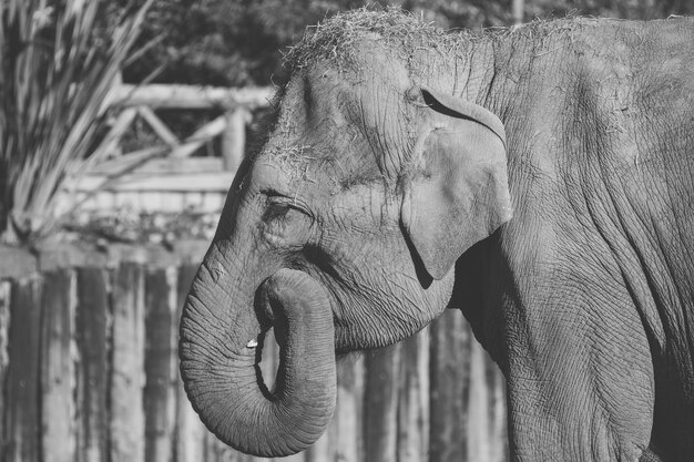 Photo un gros plan d'un éléphant