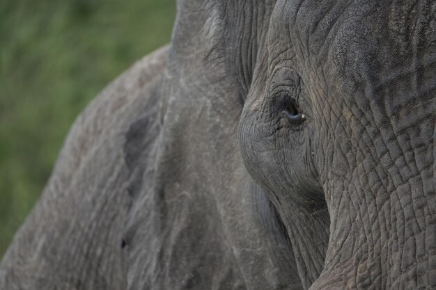 Photo un gros plan d'un éléphant.