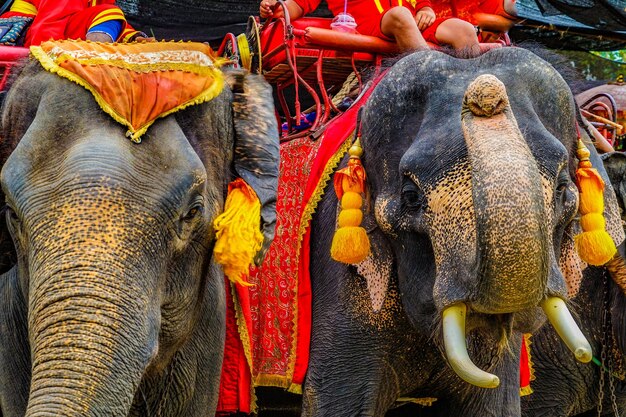 Photo un gros plan des éléphants