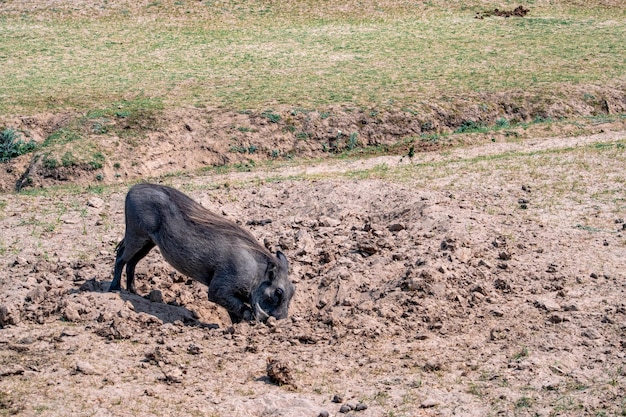 Photo un gros plan d'un énorme porc verru qui mange dans la savane