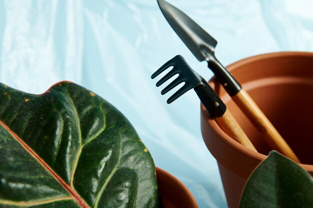 Gros plan d'ensemble de petit râteau de jardinage et pelle dans un pot d'argile en terre cuite avec une feuille verte au premier plan.