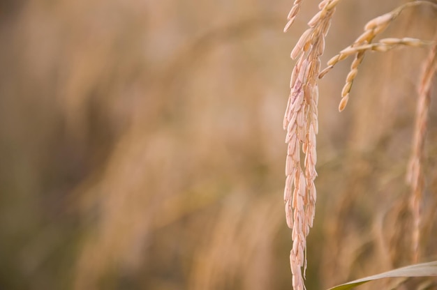 Gros plan épi de riz dans une rizière