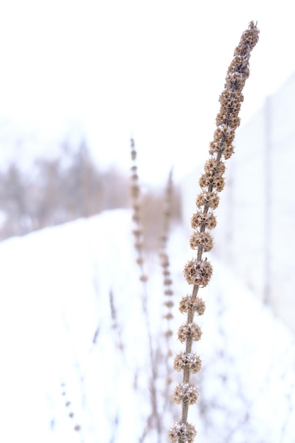 Gros plan sur l'épillet sec congelé au bord de la route dans la neige hiver fond mise au point sélective