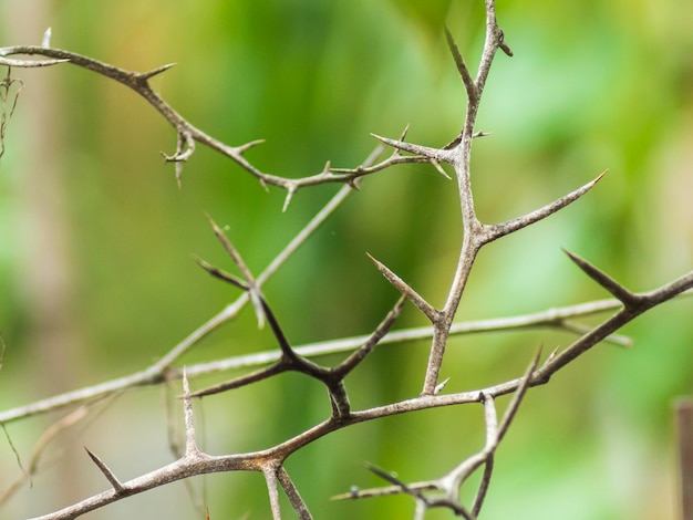 gros plan d'épines sur une branche de plante