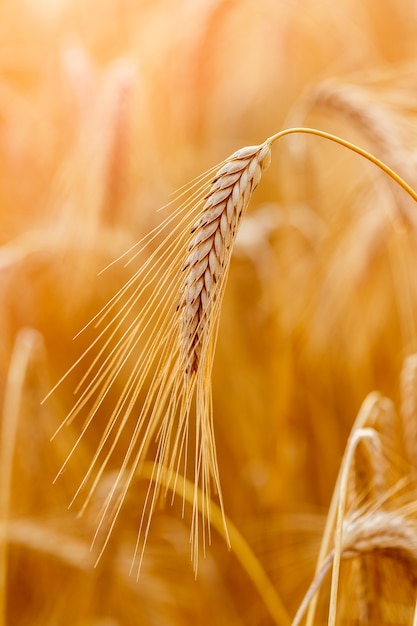 Gros plan d'épis de blé doré ou de seigle. Une nouvelle récolte de seigle. Champ de blé sous la lumière du soleil. Tige avec graines pour pain aux céréales. Croissance des récoltes agricoles.