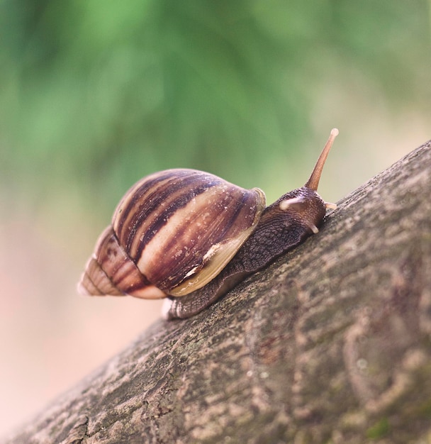 gros plan d'un escargot sur un arbre