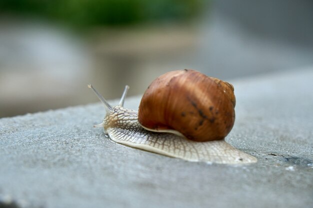 Gros plan sur escargot comestible, escargot romain, escargot de Bourgogne, escargot après la pluie sur le béton humide