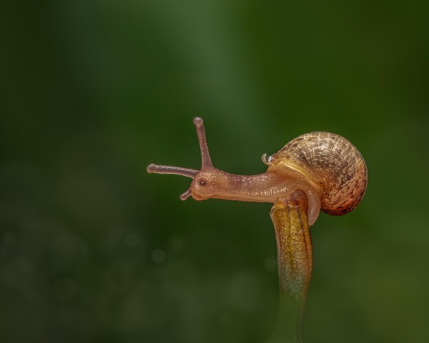 Gros plan d'un escargot dans un joli jardin