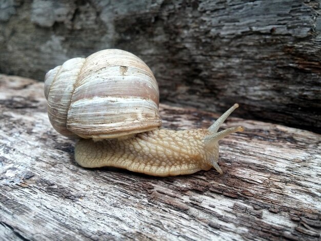 Un gros plan d'un escargot sur du bois