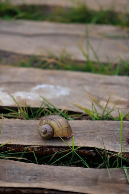 Photo un gros plan d'un escargot sur du bois