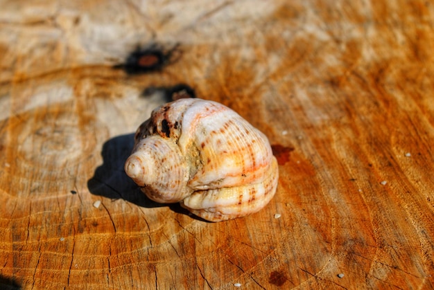 Photo un gros plan d'un escargot sur du bois